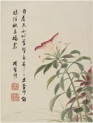 Cresta de gallo de un álbum de flores de diez hojas, 1656